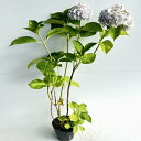 【 単 品 】 アジサイ 白→薄青系 樹高0.4m前後 15cmポット あじさい 薄青系 紫陽花 苗 植木 苗木 生垣 目隠し
