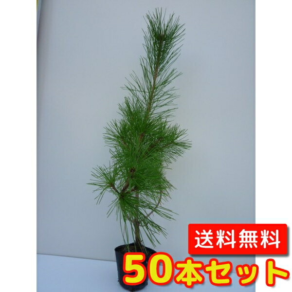 【送料無料】【50本セット】 アカマツ 樹高1.0m前後 10.5cmポット あかまつ 赤松 苗 植木 苗木 庭 生垣 山林苗 目隠し