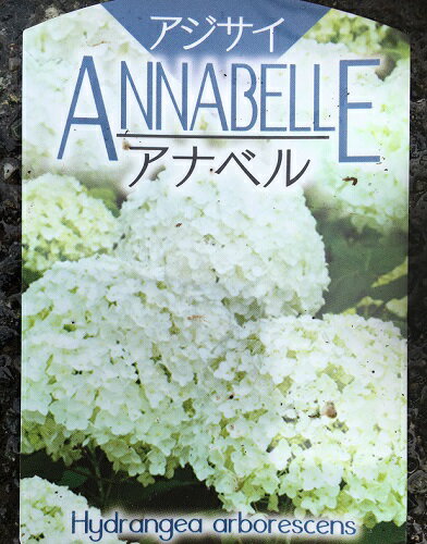 【 単 品 】 アジサイ アナベル 樹高0.4m前後 15cmポット あじさい あなべる 紫陽花 花：5～6月くらい 苗 植木 苗木 庭 生垣 目隠しのサムネイル