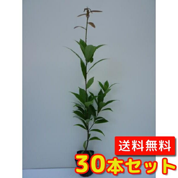 【送料無料】【30本セット】 アラカシ 樹高0.5m前後 10.5cmポット あらかし 粗樫 苗 植木 苗木 生垣 山林苗 目隠し