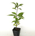 【 単 品 】 アラカシ 樹高0.3m前後 10.5cmポット あらかし 粗樫 苗 植木 苗木 生垣 山林苗 目隠し