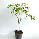 【 単 品 】 アセビ 樹高0.3m前後 13.5cmポット あせび アセビ 馬酔木 苗 植木 苗木 生垣 山林苗