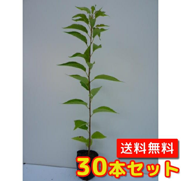 【送料無料】【30本セット】 オオシマザクラ 樹高0.5m前後 10.5cmポット おおしまざくら 大島桜 苗 植木 苗木 庭 生垣 山林苗 目隠し