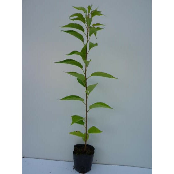 【 単 品 】 オオシマザクラ 樹高0.5m前後 10.5cmポット おおしまざくら 大島桜 苗 植木 苗木 庭 生垣 山林苗 目隠し