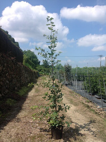 【 単 品 】 ウバメガシ 樹高1.0m前後 15cmポット うばめがし 姥目樫 苗 植木 苗木 庭 生垣 山林苗 目隠し