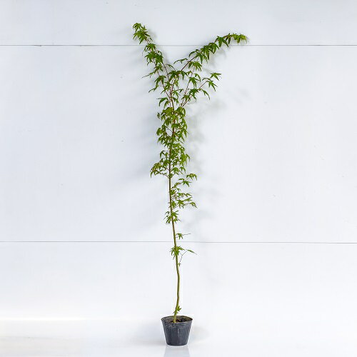 【送料無料】【5本セット】 イロハモミジ 樹高1.2m前後 12cmポット いろはもみじ 紅葉 苗 植木 苗木 庭 生垣 山林苗 目隠し