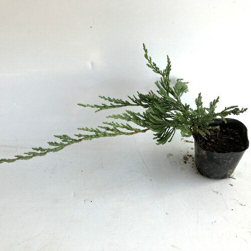 ������̵���ۡ�10�ܥ��åȡ� �С��ϡ��С� / 9��10.5cm�ݥå� �С��ϡ��С� ���˥ե��� ������ �� ���� ���� �� �����ɥ��С� ���� �󤻿��� ��...