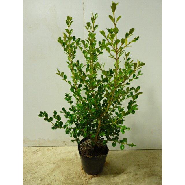 本セット 15cmポット アベリア ホープレイズ 斑入り 送料無料 アベリアホープレイズ 樹高0 2m