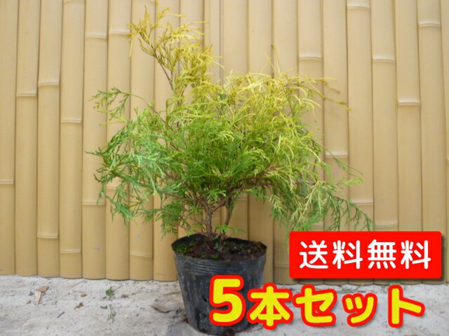 【送料無料】【5本セット】 フィリフェラオーレア 樹高0.25m前後 15cmポット ふぃりふぇらお ...