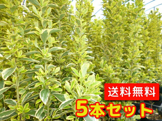 【送料無料】【5本セット】 キンマサキ 樹高0.7m前後 15cmポット フイリマサキ 金マサキ 斑入りマサキ 苗 植木 苗木 庭 生垣 目隠しのサムネイル