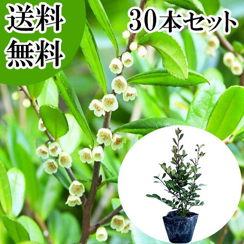 ������̵���ۡ�30�ܥ��åȡ� �ϥޥҥ����� ����0.2m���� 10.5cm�ݥå� �ϤޤҤ����� ��ɱ�� �� ���� ���� �� ���� �ܱ���