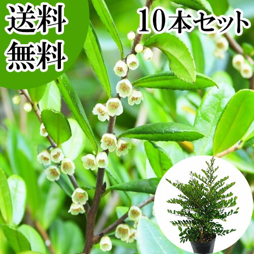 ������̵���ۡ�10�ܥ��åȡ� �ϥޥҥ����� ����0.4m���� 15cm�ݥå� �ϤޤҤ����� ��ɱ�� �� ���� ���� �� ���� �ܱ���