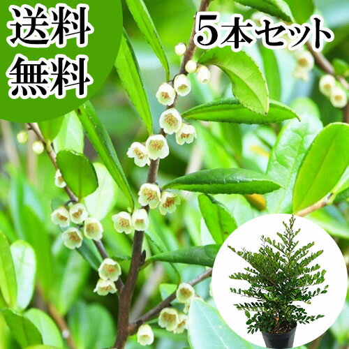 ������̵���ۡ�5�ܥ��åȡ� �ϥޥҥ����� ����0.4m���� 15cm�ݥå� �ϤޤҤ����� ��ɱ�� �� ���� ���� �� ���� �ܱ���