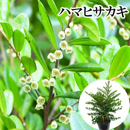 �� ñ �� �� �ϥޥҥ����� ����0.4m���� 15cm�ݥå� �ϤޤҤ����� ��ɱ�� �� ���� ���� �� ���� �ܱ���