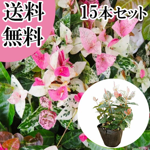 【送料無料】【15本セット】 ハツユキカズラ / 9.0cmポット はつゆきかずら はつゆきかずら 初雪カヅラ 初雪カズラ ハツユキカヅラ 苗 植木 苗木 庭 グランドカバー 下草 寄せ植え 低木