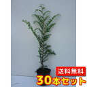 【送料無料】【30本セット】 ヒノキ 樹高0.5m前後 10.5cmポット ひのき 檜 桧 公園緑地等に 苗 植木 苗木