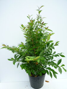楽天市場 ヒサカキ 樹高0 4m前後 15cmポット 単 品 ひさかき 姫榊 販売 苗 植木 苗木 庭木 垣根 生垣 生け垣 生垣用 目隠し 木 花と緑 楽天市場 ヒサカキ 樹高0 4m前後 15cmポット 単 品 ひさかき 姫榊 販売 苗 植木 苗木 庭木 垣根 生垣 生け垣 生垣用 目隠し 木 花と緑