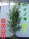 ハイノキ / 樹高1.5m前後 根巻き 【送料込み】 株立ちはいのき【灰の木】 常緑樹で5-6月に小さな白い花をたくさん咲かせます。