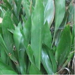 【送料無料】【5本セット】 ハラン / 13.5cmポット はらん バラン 葉蘭 馬蘭 苗 植木 苗木 庭 グランドカバー 下草 寄せ植え 低木