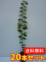 【送料無料】【20本セット】 ケヤキ 樹高0.5m前後 10.5cmポット けやき 欅 苗 植木 苗木 庭 生垣 山林苗 目隠し