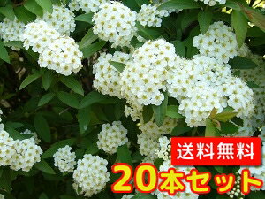 【 単 品 】 コデマリ 樹高0.5m前後 15cmポット こでまり 小手毬 落葉 低木 花木 苗 植木 苗木 苗 生垣 目隠しのサムネイル