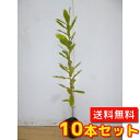 【送料無料】【10本セット】 コナラ 樹高0.5m前後 10.5cmポット こなら 小楢 苗 植木 苗木 生垣 山林苗 目隠し