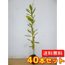 【送料無料】【40本セット】 コナラ 樹高0.5m前後 10.5cmポット こなら 小楢 苗 植木 苗木 生垣 山林苗 目隠し