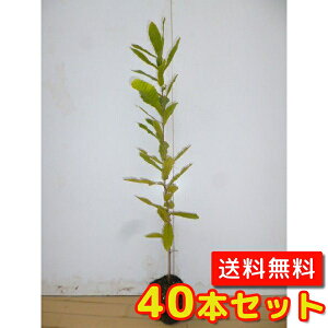 【送料無料】【40本セット】 コナラ 樹高0.5m前後 10.5cmポット こなら 小楢 苗 植木 苗木 生垣 山林苗 目隠し
