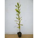 【送料無料】【30本セット】 コナラ 樹高0.3m前後 10.5cmポット こなら 小楢 苗 植木 苗木 生垣 山林苗 目隠し