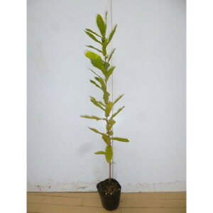 【 単 品 】 コナラ 樹高0.5m前後 10.5cmポット こなら 小楢 苗 植木 苗木 生垣 山林苗 目隠し