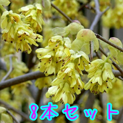 ������̵���ۡ�8�ܥ��åȡ� �ȥ��ߥ��� ����0.5m���� 15cm�ݥå� �Ȥ��ߤ��� �ں����� �� ���� ���� �� ���� �ܱ���