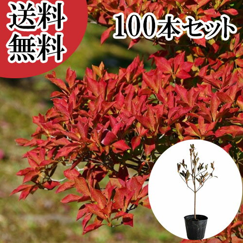 ������̵���ۡ�100�ܥ��åȡ� �ɥ�����ĥĥ� ����0.3m���� 10.5cm�ݥå� �ɤ�����ĤĤ� �������� �� ���� ���� �� ���� �ܱ���