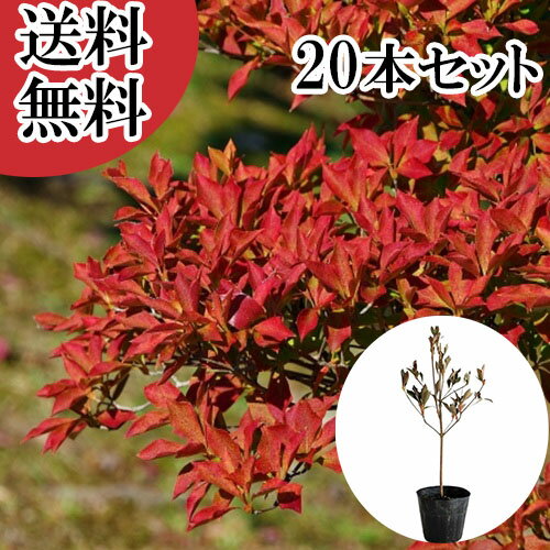 ������̵���ۡ�20�ܥ��åȡ� �ɥ�����ĥĥ� ����0.3m���� 10.5cm�ݥå� �ɤ�����ĤĤ� �������� �� ���� ���� �� ���� �ܱ���