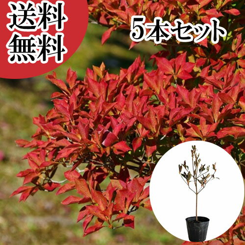 ������̵���ۡ�5�ܥ��åȡ� �ɥ�����ĥĥ� ����0.3m���� 10.5cm�ݥå� �ɤ�����ĤĤ� �������� �� ���� ���� �� ���� �ܱ���