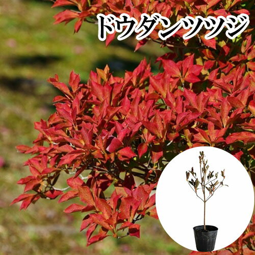 �� ñ �� �� �ɥ�����ĥĥ� ����0.3m���� 10.5cm�ݥå� �ɤ�����ĤĤ� �������� �� ���� ���� �� ���� �ܱ���