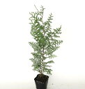 【 単 品 】 ヒノキ 樹高0.3m前後 10.5cmポット ひのき 檜 桧 苗 植木 苗木 庭 生垣 山林苗 目隠し