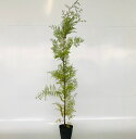 【送料無料】【10本セット】 ヒノキ 樹高0.8m前後 15cmポット ひのき 檜 桧 公園緑地等に 苗 植木 苗木 庭