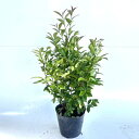 【送料無料】【60本セット】 ヒサカキ 樹高0.4m前後 15cmポット ひさかき 姫榊 苗 植木 苗木 生垣 目隠し