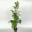 【 単 品 】 ヒサカキ 樹高0.25m前後 15cmポット ひさかき 姫榊 苗 植木 苗木 庭 生垣 目隠し