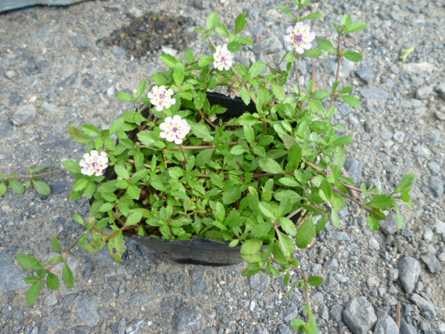 【送料無料】【30本セット】 リピア(ヒメイワダレソウ) / 9.0cmポット りぴあ(ひめいわだれそう) 岩垂草 イワダレソウ(リッピア) 苗 植木 苗木 グランドカバー 下草 寄せ植え 低木