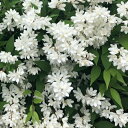 【 単 品 】 ヒメウツギ 樹高0.3m前後 12cmポット 姫ウツギ 姫空木 苗 植木 苗木 庭 生垣 目隠し