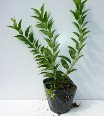 ヒメウツギ 植物図鑑 ヒメウツギ 植物図鑑