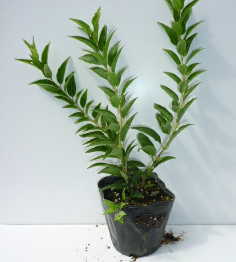 ヒメウツギ 植物図鑑 ヒメウツギ 植物図鑑