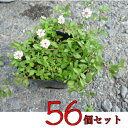 リピア(ヒメイワダレソウ) / 9cmポット 【56本セット】 【T1送料無料】 りぴあ(ひめいわだれそう) 岩垂草 イワダレソウ(リッピア) 販売 苗 植木 苗木 庭木 グランドカバー 下草 寄せ植え 低木