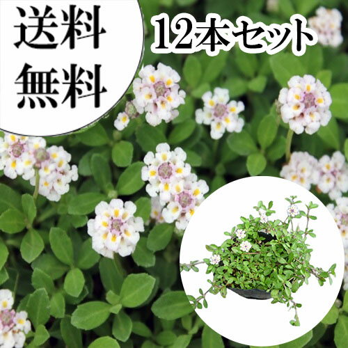 【送料無料】【12本セット】 リピア（ヒメイワダレソウ） / 9.0cmポット りぴあ（ひめいわだれそう） 岩垂草 イワダレソウ(リッピア) 苗 植木 苗木 グランドカバー 下草 寄せ植え 低木