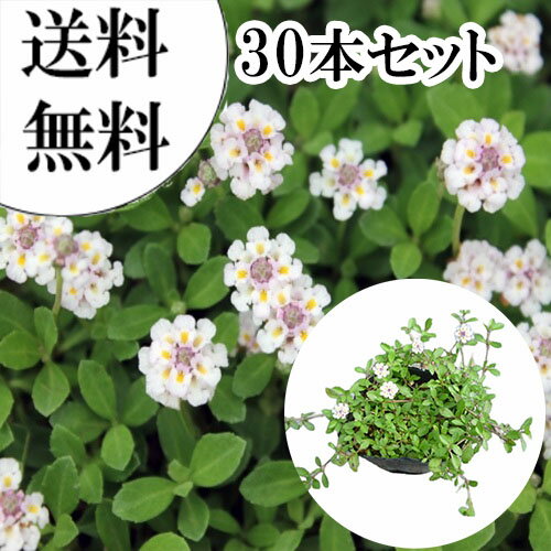 【送料無料】【30本セット】 リピア（ヒメイワダレソウ） / 9.0cmポット りぴあ（ひめいわだれそう） 岩垂草 イワダレソウ(リッピア) 苗 植木 苗木 庭 グランドカバー 下草 寄せ植え 低木