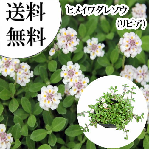 Rakuten - 【送料無料】【 単 品 】 リピア（ヒメイワダレソウ） / 9.0cmポット りぴあ（ひめいわだれそう） 岩垂草 イワダレソウ(リッピア) 苗 植木 苗木 グランドカバー 下草 寄せ植え 低木