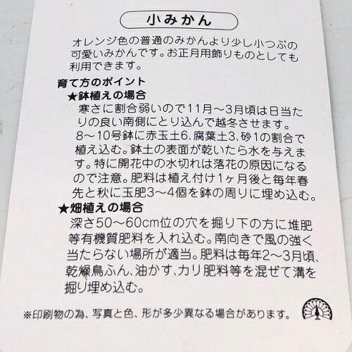 【送料無料】【15本セット】 コミカン 小ミカン 樹高0.5m前後 15cmポット こみかん 小みかん 小蜜柑 接木苗 苗 植木 苗木 庭 目隠し 3