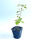 【送料無料】【100本セット】 コナラ 樹高0.3m前後 10.5cmポット こなら 小楢 苗 植木 苗木 生垣 山林苗 目隠し