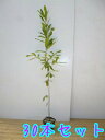 【送料無料】【40本セット】 コナラ 樹高0.8m前後 10.5cmポット こなら 小楢 苗 植木 苗木 生垣 山林苗 目隠し